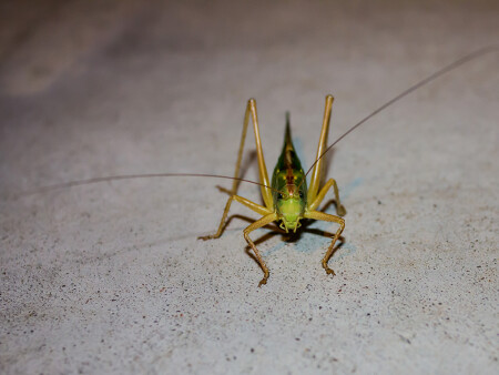 Зелененький