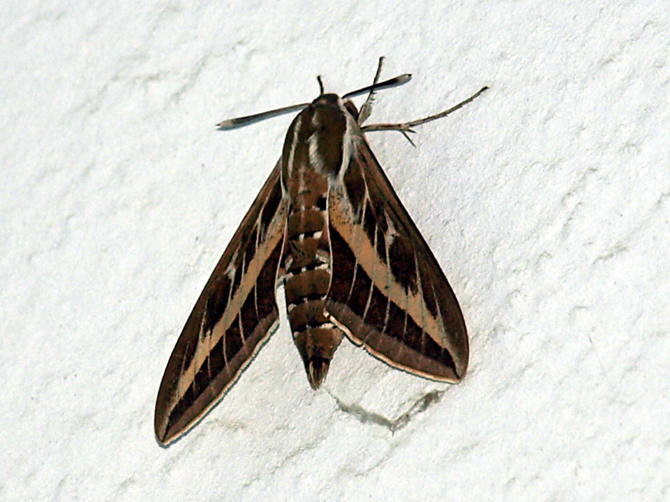 Hyles livornica