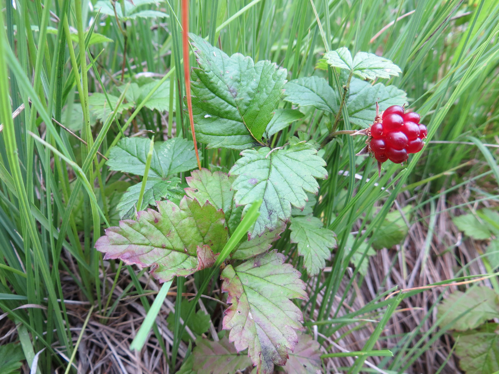 Княженика Rubus arcticus