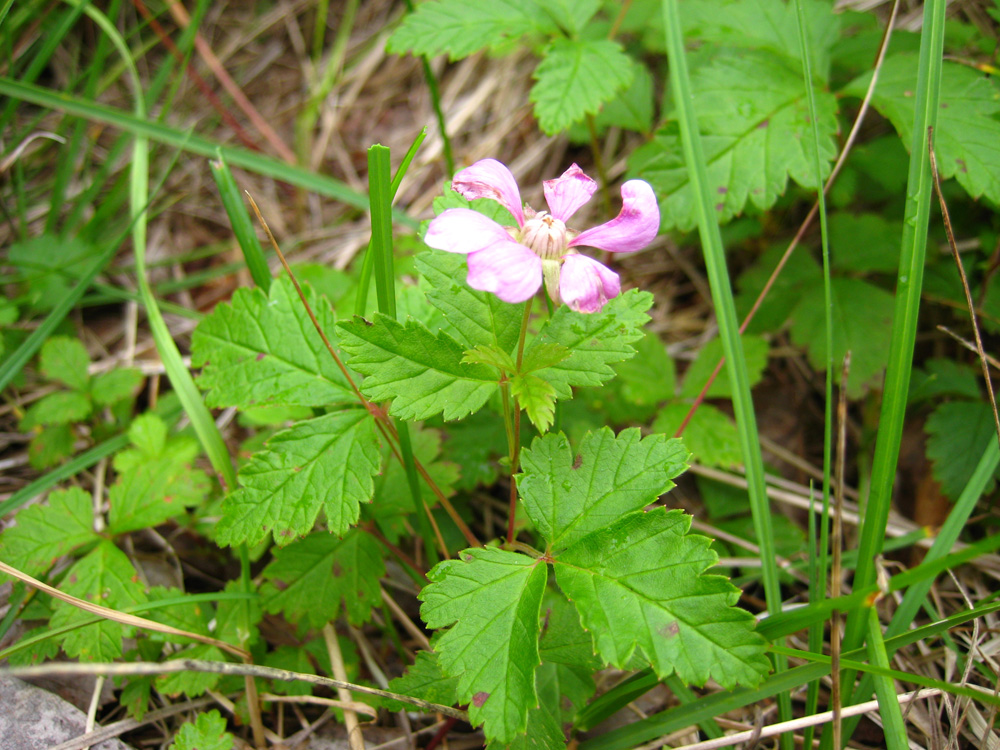 Цветок Княженики Rubus arcticus