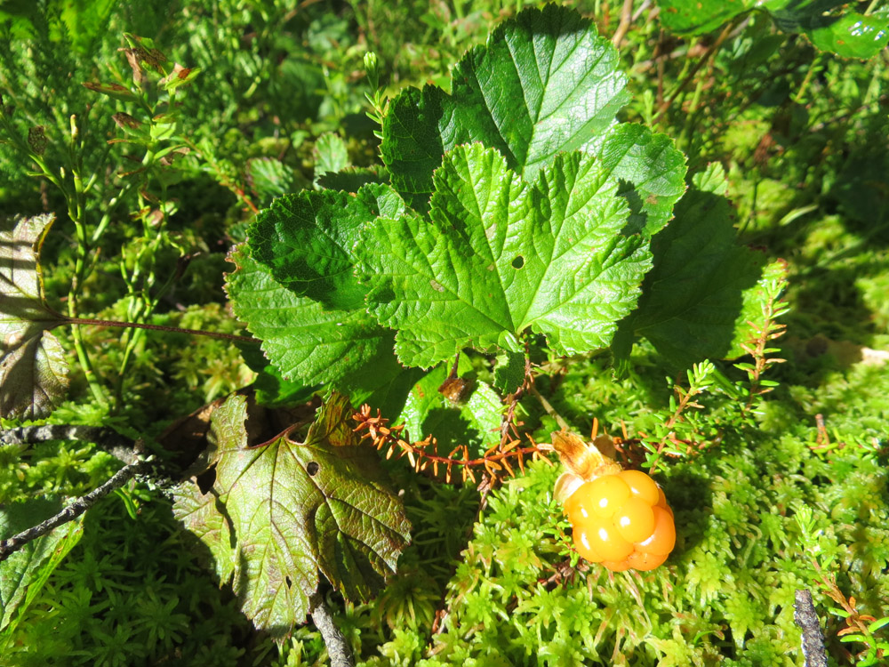 Морошка Rubus chamaemorus