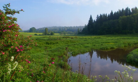 шиповник цветет (3)