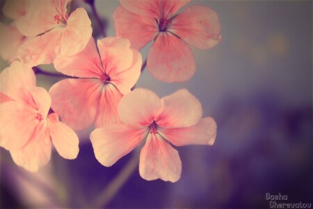 Красивые цветы