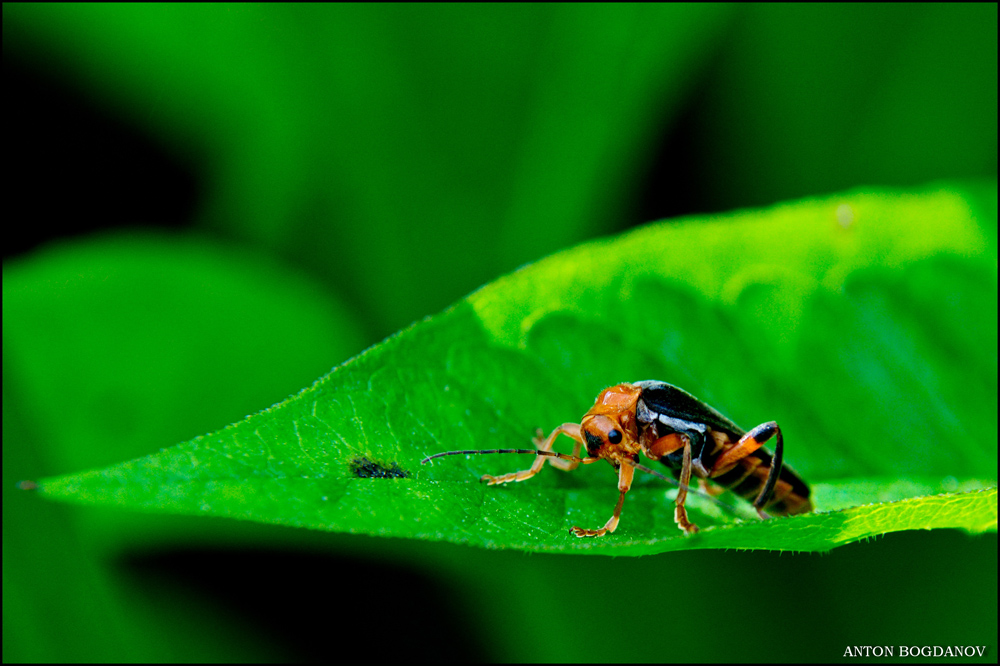 Cantharis rustica