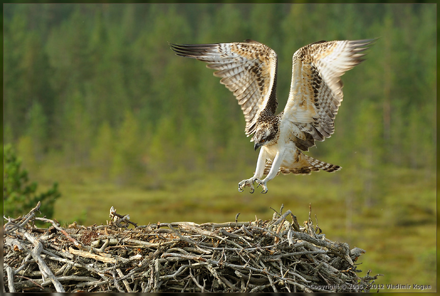 Osprey: Landing on the nest