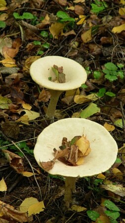 лесные фужеры