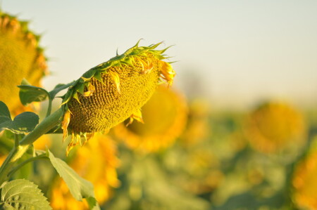 Подсолнухи...