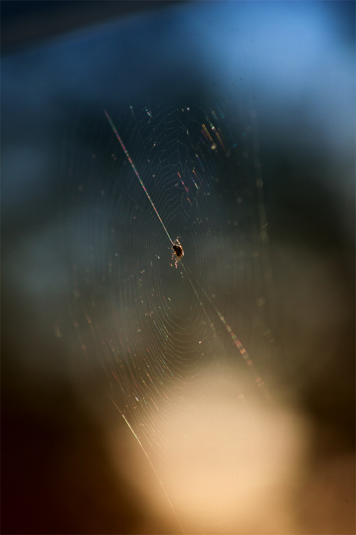 web