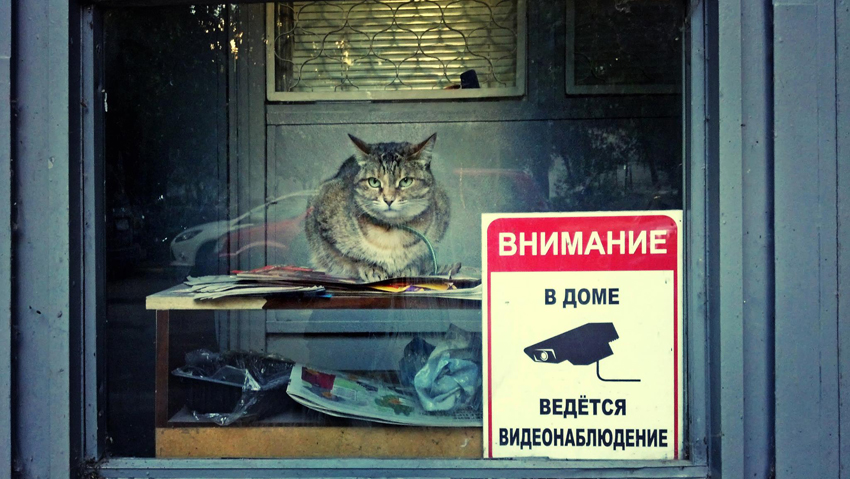 я всё вижу и всё слышу