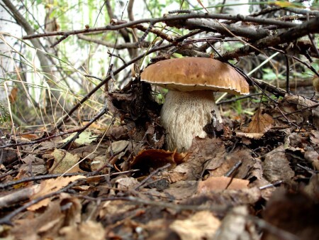 Белое золото Пермского края