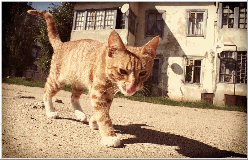 Golden cat