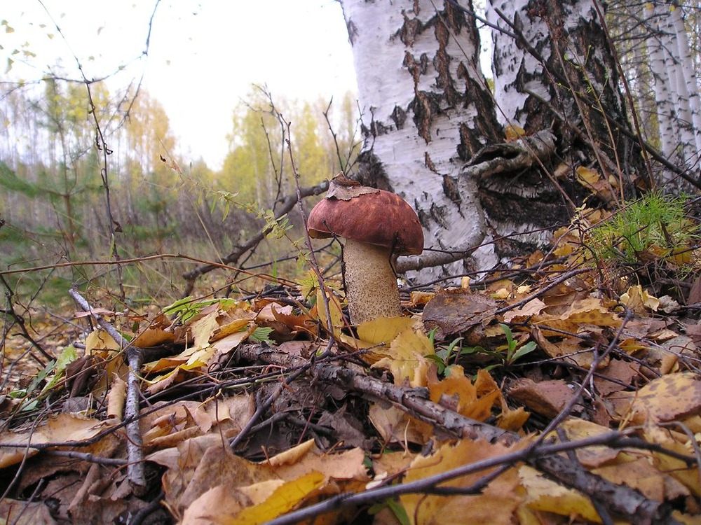 Осенний подарок.