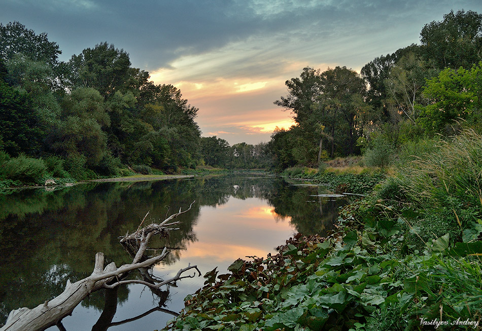 Старое дерево