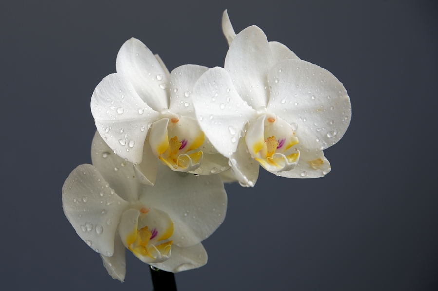 Phalaenopsis