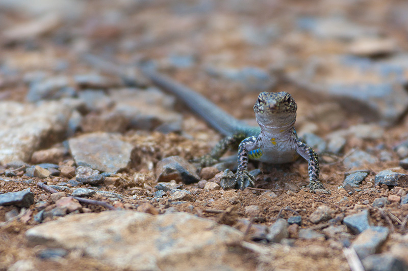 Lacerta saxicola