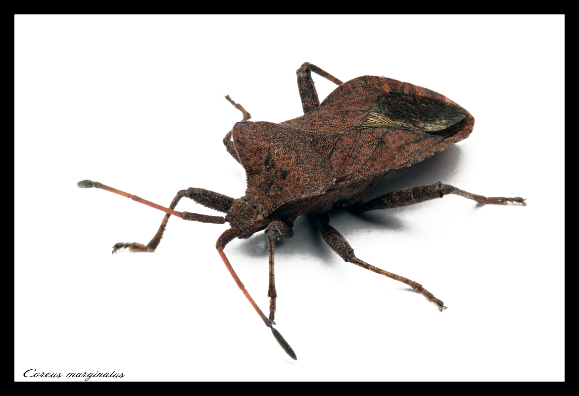 Coreus marginatus