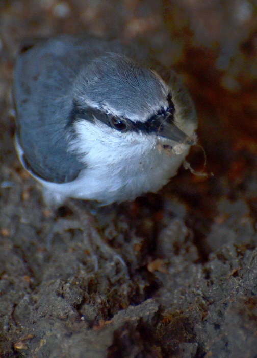 Sitta europaea