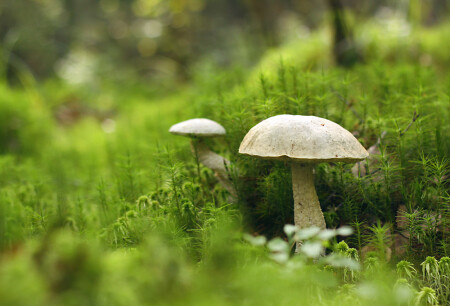 Как в сказке