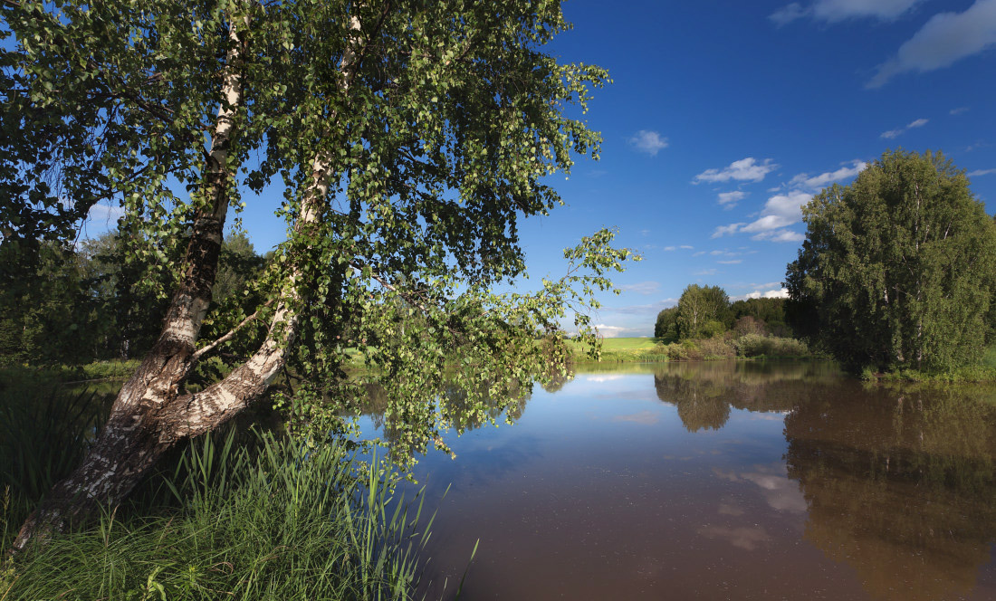 Березы у воды