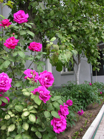 Розовый куст