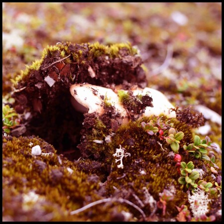 Гриб на полуострове Рыбачий