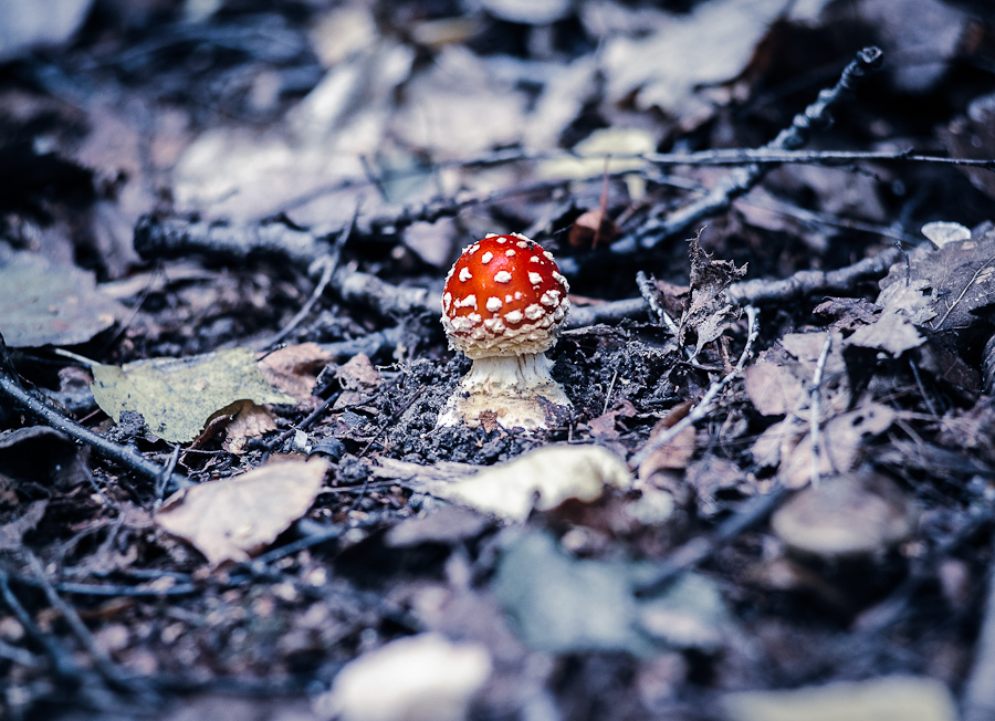 Amanita Muscaria