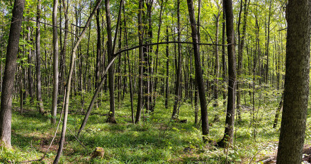Почти осенний лес