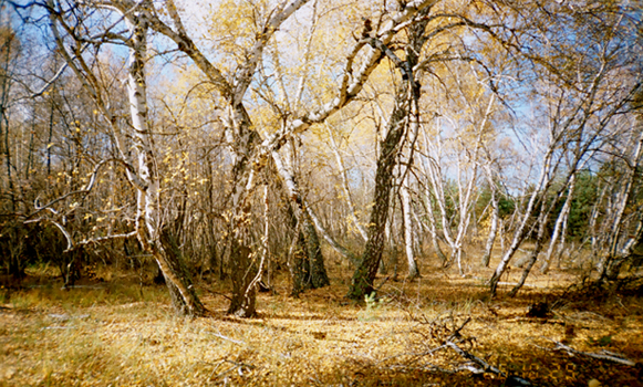 Роща. Осеннее Солнце.