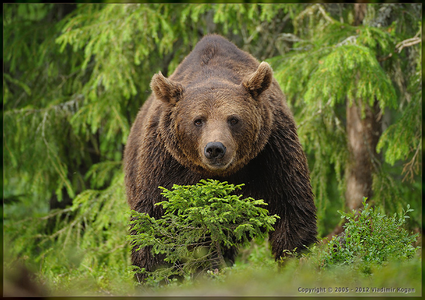 Brown Bear portrait