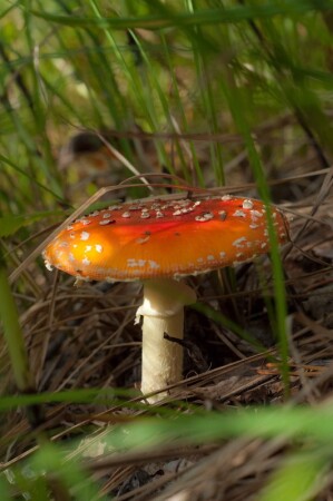 Amanita muscaria