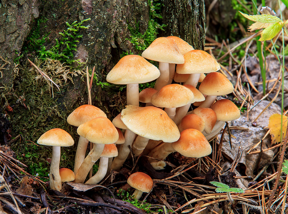 Hypholoma capnoides