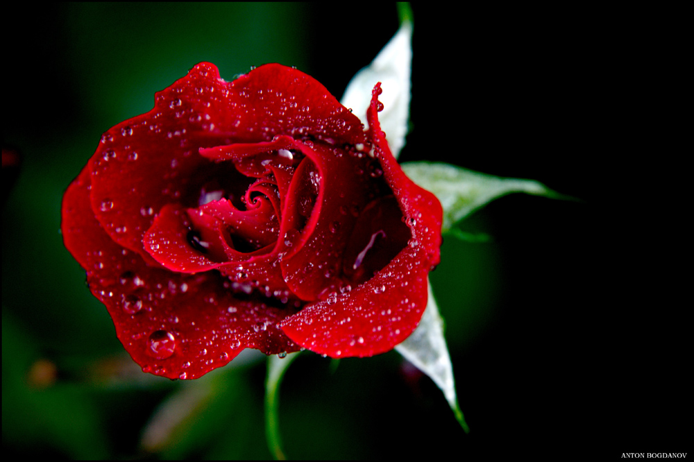 Red Rose