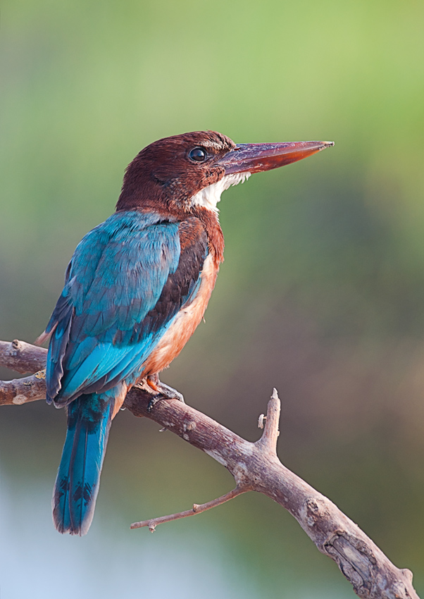 White throated kingfisher