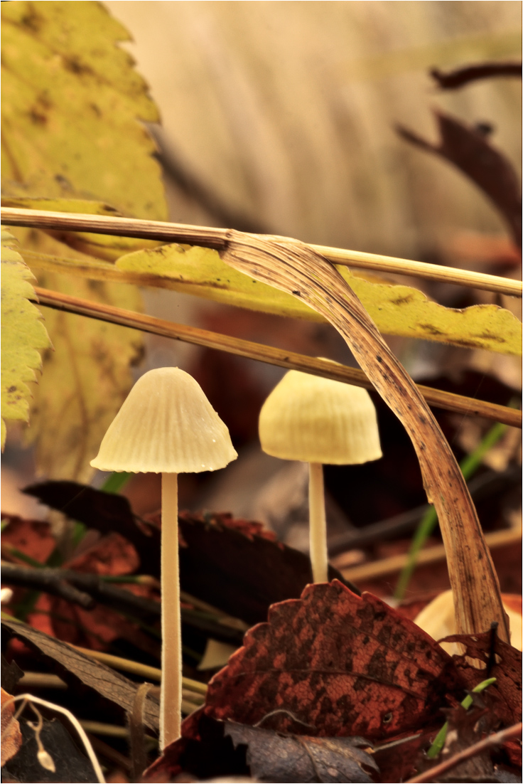 Мицена колпаковидная Mycena galericulata