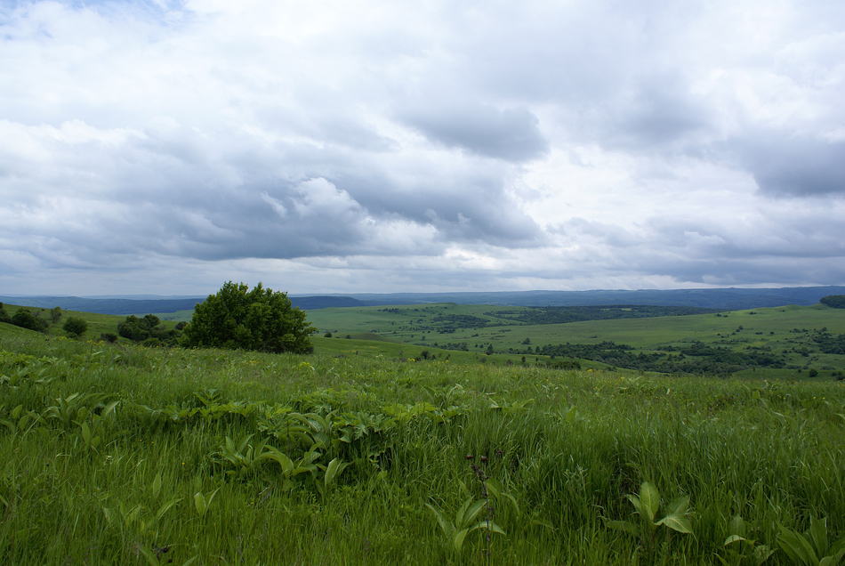 предгорье Кавказа