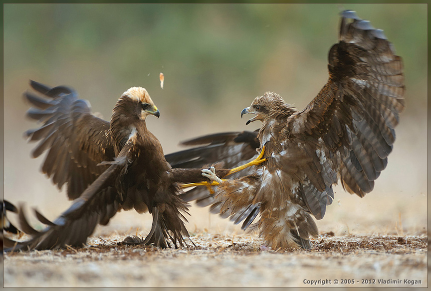 Fight of Marsh Harrier and Black Kite