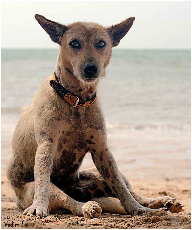 Dog on beach