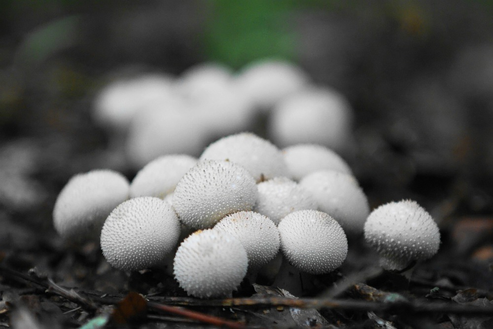 Lycoperdon perlatum