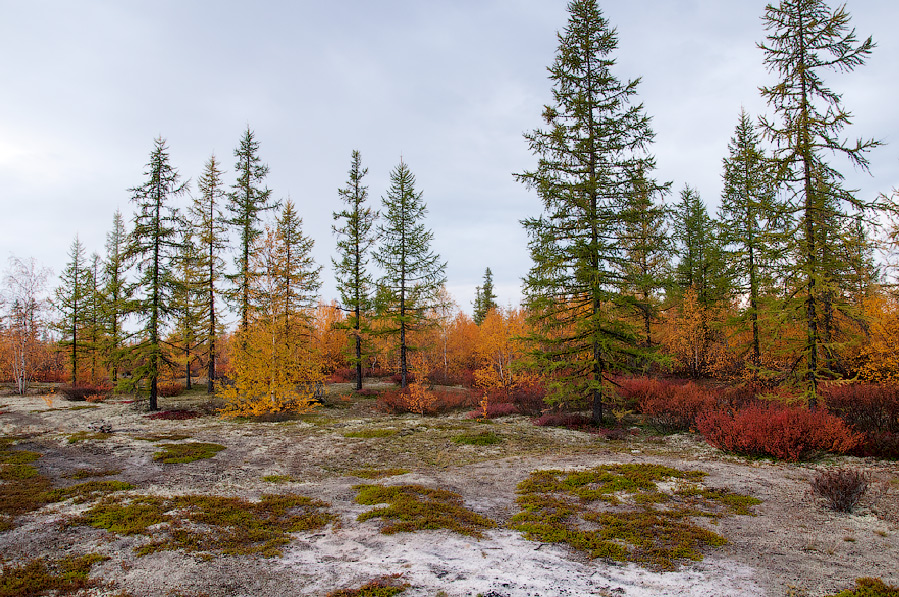 краски осени