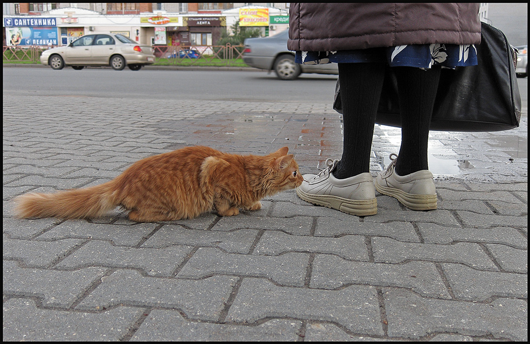 В засаде