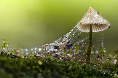 Королева кочки.