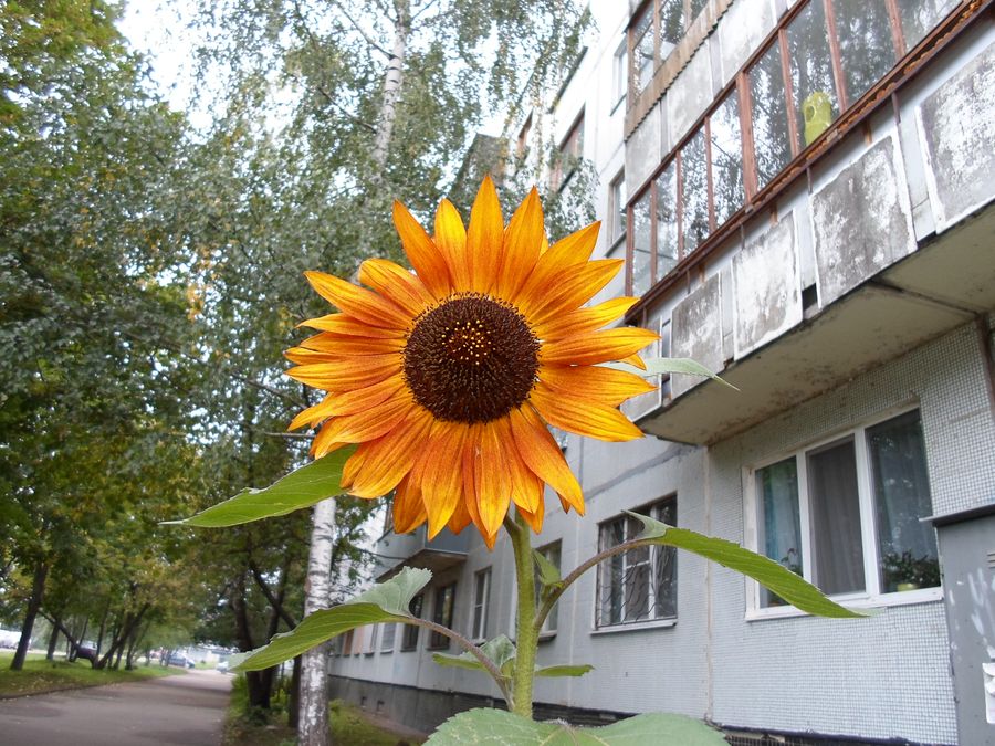 земное солнышко