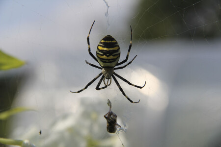 Паук матрос