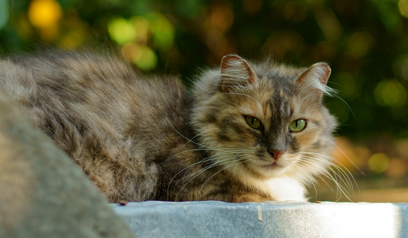 Cat on the roof