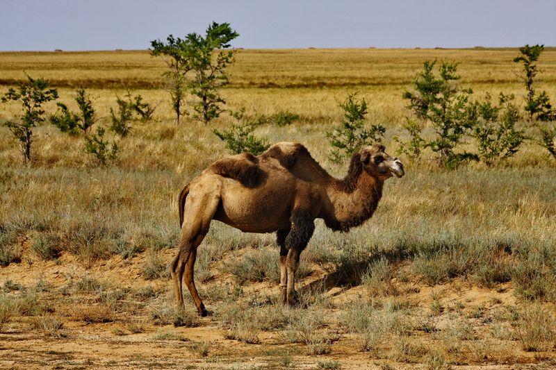 &quot;CAMEL&quot; Его Курят!