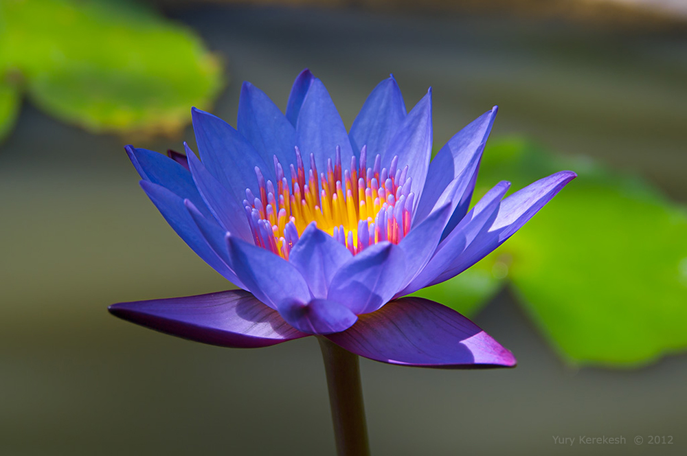 Nymphaea Сapensis