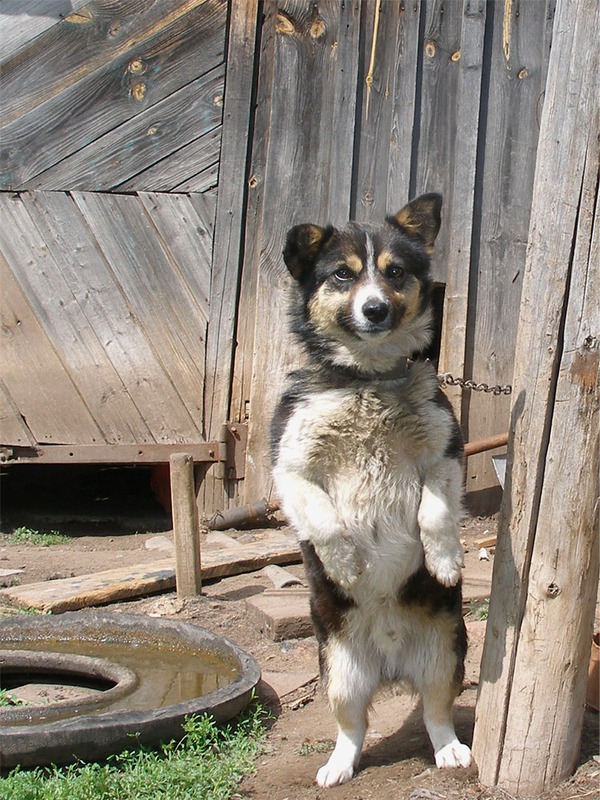 Жизнь собачья