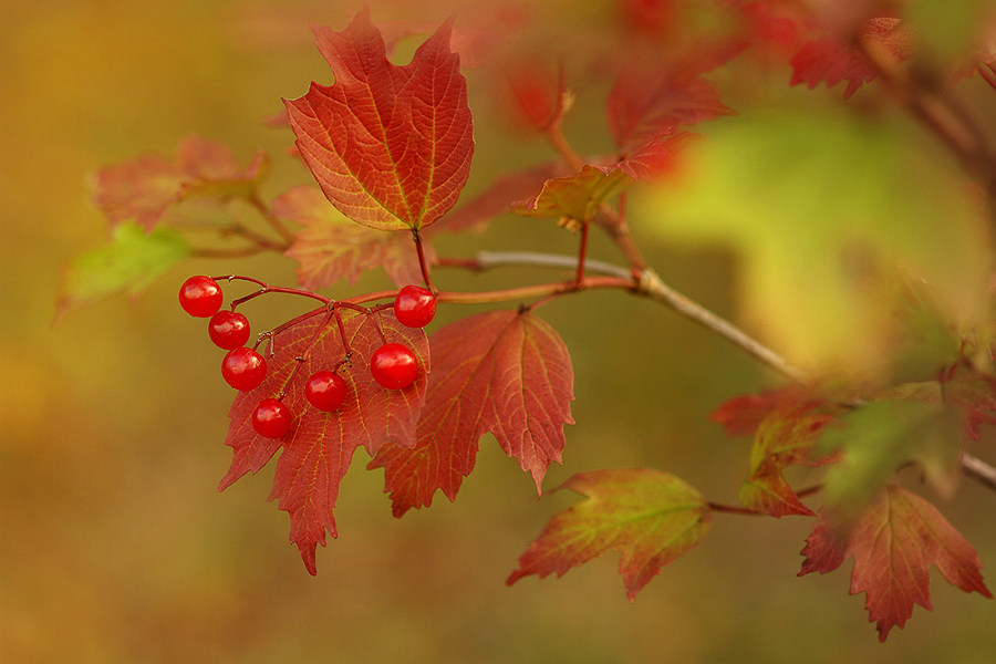 red viburnum