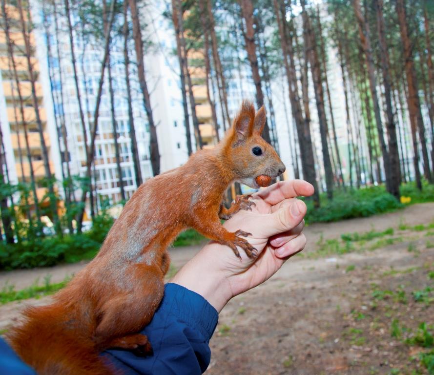 ядра чистый изумруд