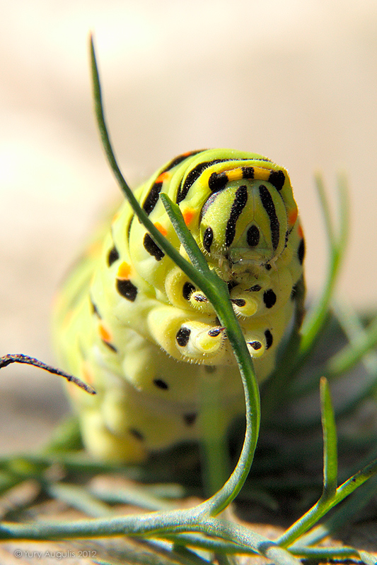 Завтрак (Papilio machaon)